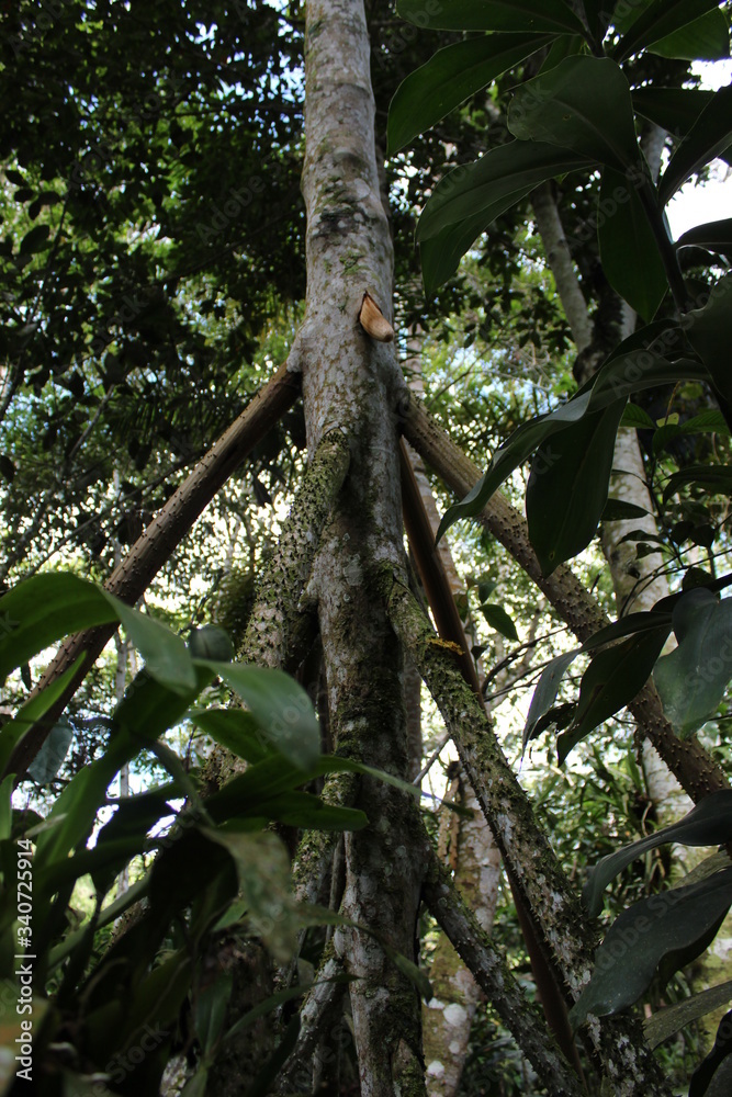 Fototapeta premium a men walking into the forest to see orchids