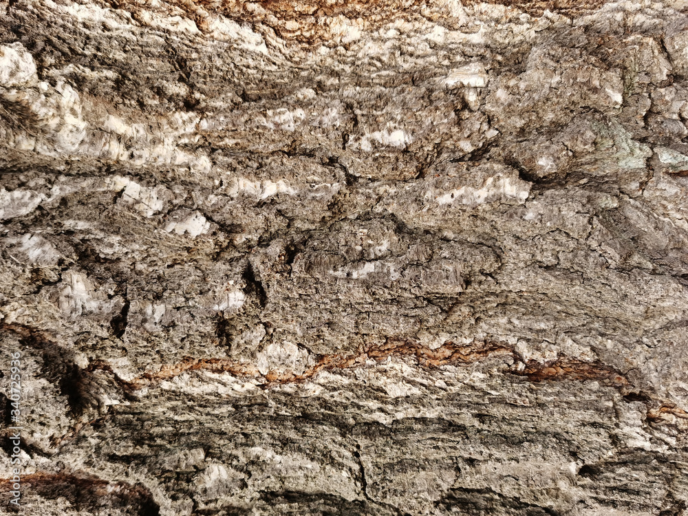 Closeup tree bark texture. Embossed texture of the bark. Background surface natural pattern Closeup tree bark texture. Embossed texture of the bark. Background surface natural pattern
