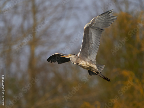 Grey heron (Ardea cinerea) © dennisjacobsen
