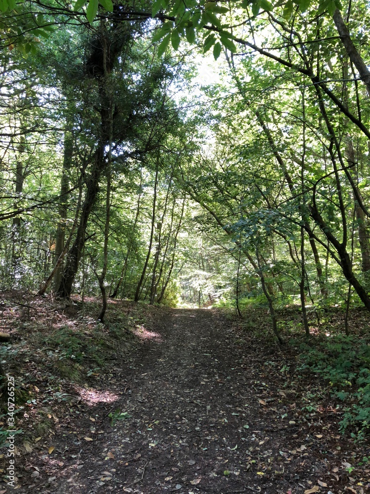 path in the forest