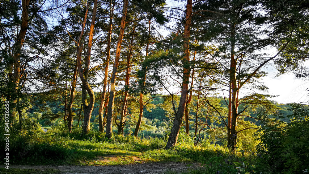pine trees illuminated by the rays of the evening sun, summer evening, nature of Russia