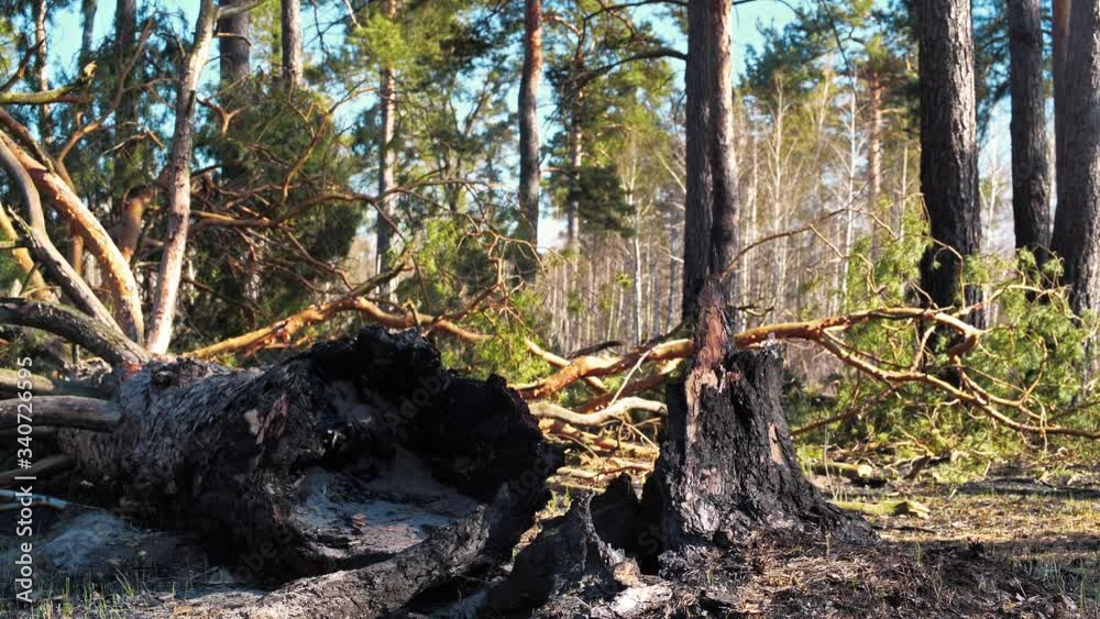 Burnt fallen pine tree lies on ground after fire in forest Burnt fallen pine tree lies on ground after fire in forest