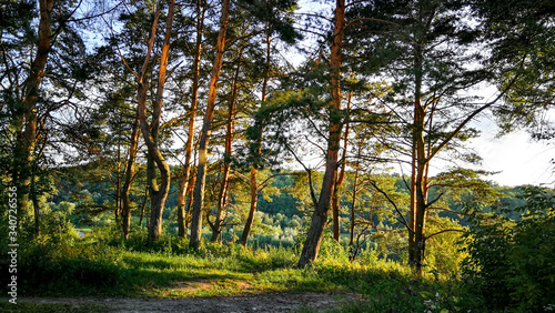pine trees illuminated by the rays of the evening sun  summer evening  nature of Russia