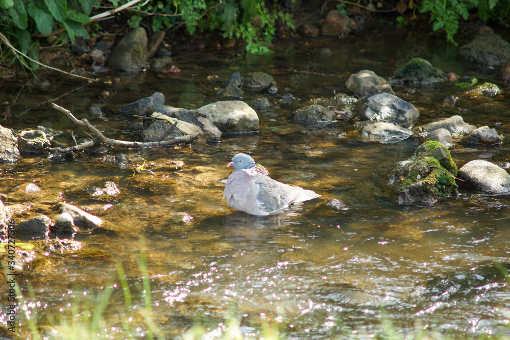 Obraz premium pigeon taking a swim