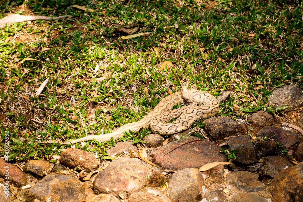 big snake in the grass big snake in the grass