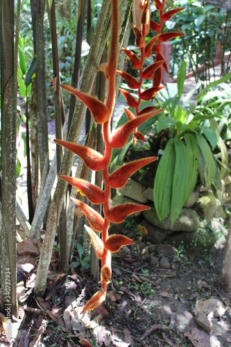 a men walking into the forest to see orchids © Josecarlos