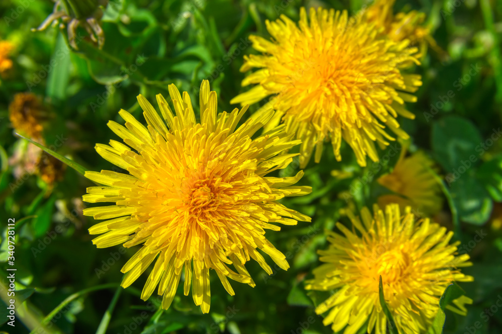 Yellow dandelion on green on the Field Yellow dandelion on green on the Field