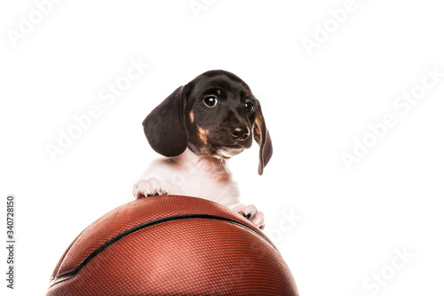 image of dog basketball white background 