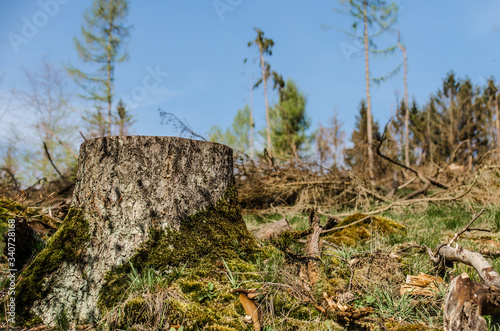 Waldschäden und gefällte Bäume im Taunus Hessen photo