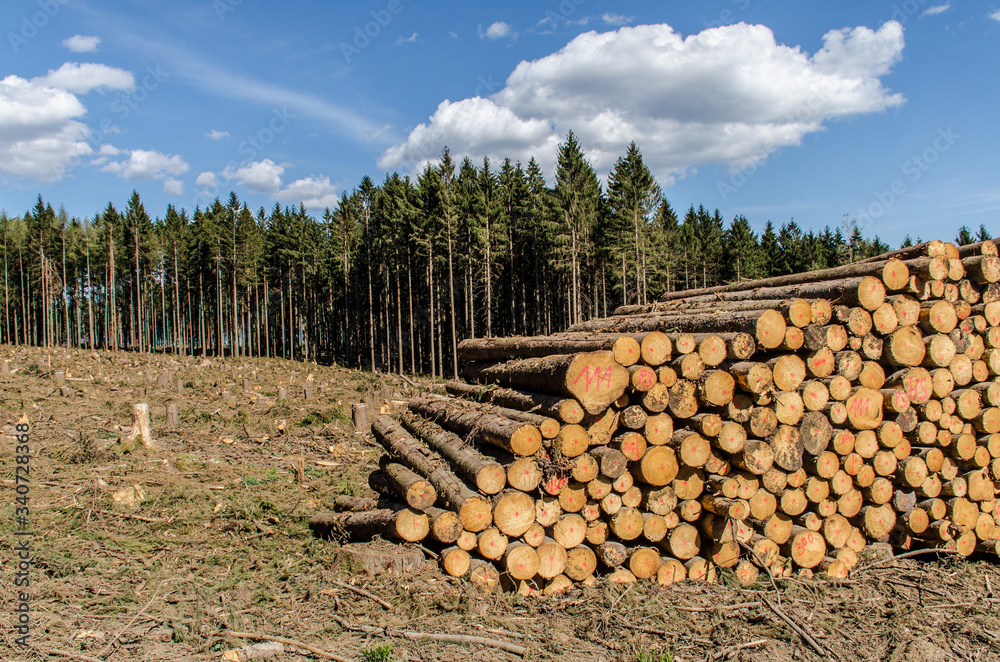 Waldschäden und gefällte Bäume im Taunus Hessen