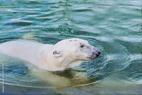Beautiful portrait of a polar bear at the north pole. Old polar bear in the water