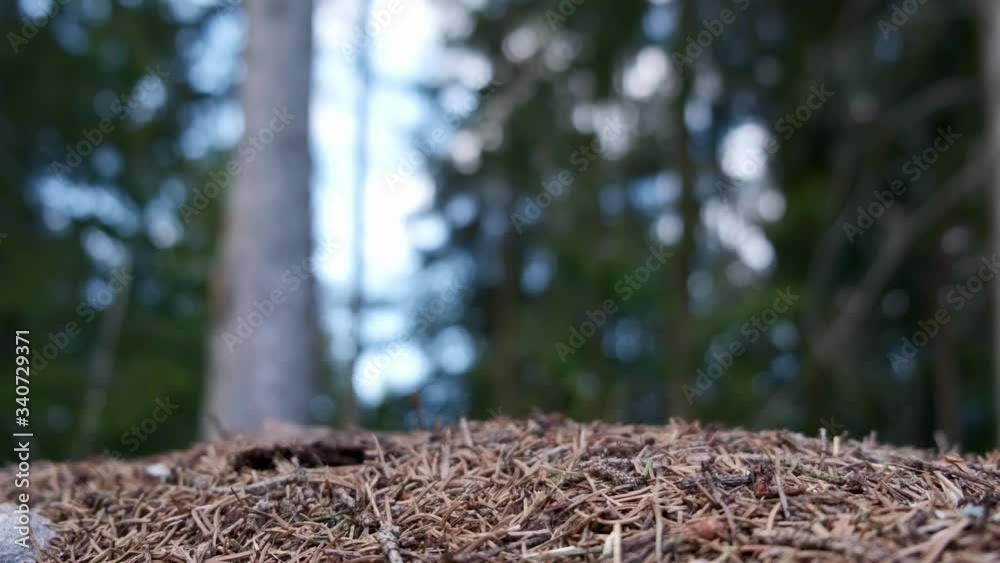Anthill in forest Anthill in forest
