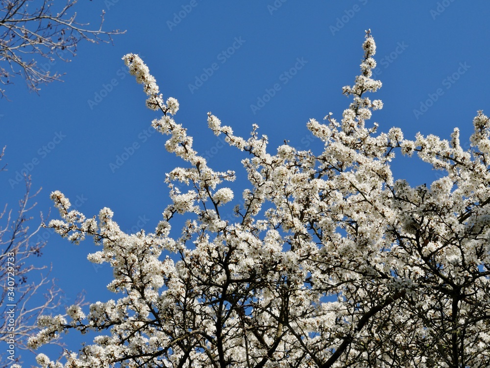 Weiße Blüten am Baum gen Himmel