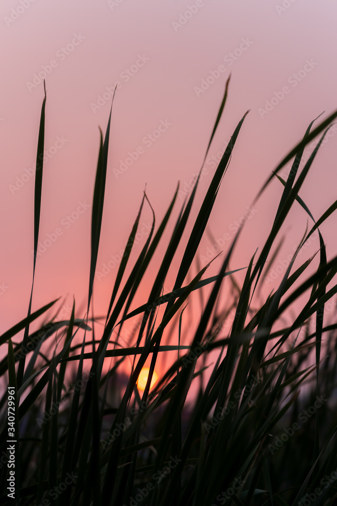 Stunning Sunset against silhouetted cane grass. Bright orange sky with setting sun in the backdrop and cane grass dancing with the wind in the foreground. selective focus
