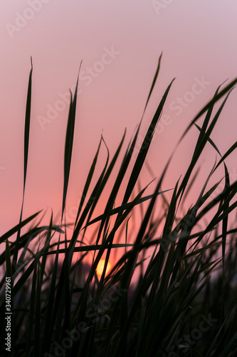 Stunning Sunset against silhouetted cane grass. Bright orange sky with setting sun in the backdrop and cane grass dancing with the wind in the foreground. selective focus