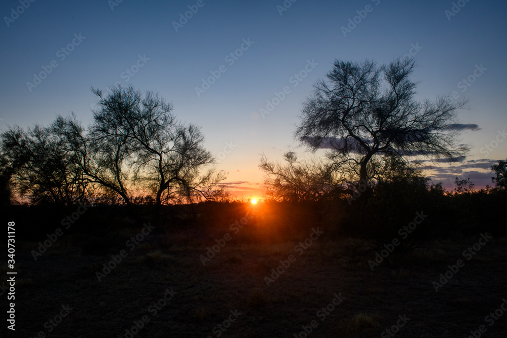Sunset in the Arizona Desert between trees