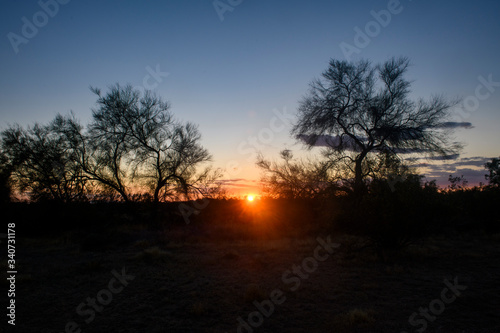 Sunset in the Arizona Desert between trees
