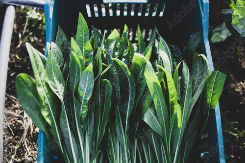 Harvesting of organic Green radicchio in a quilombola community  photo