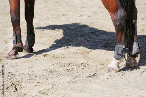 Close up of horse hooves and legs in the arena