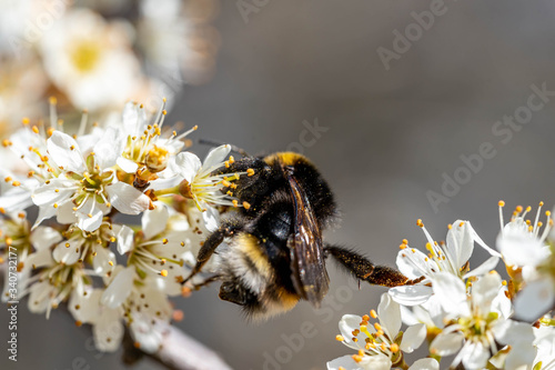 close-up of a bumblebee sucking nectar from a flowering tree in springtime photo