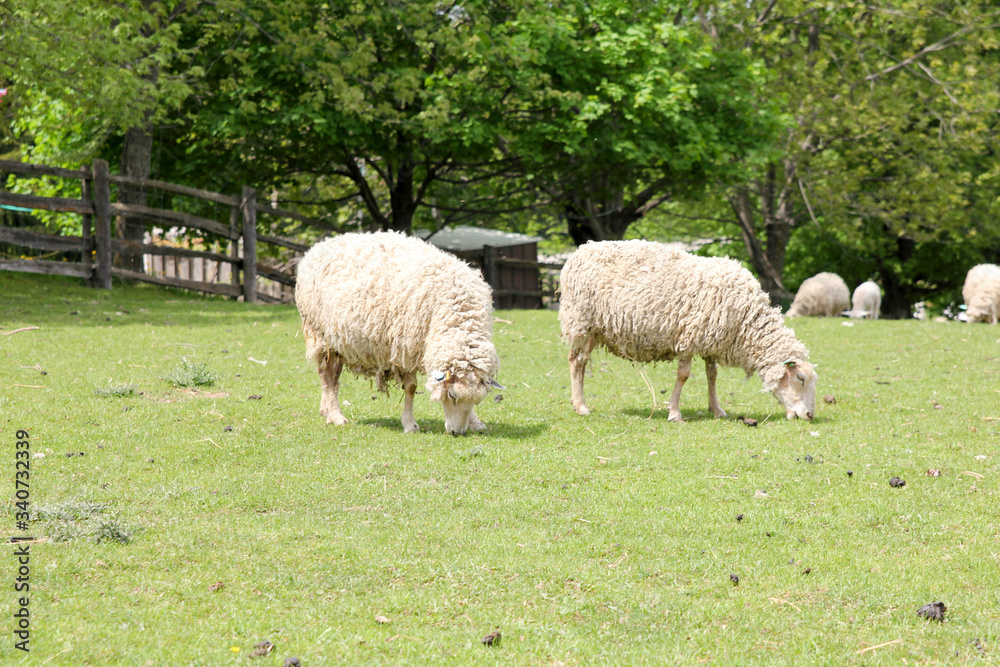 Wooly sheep in a grassy field.
