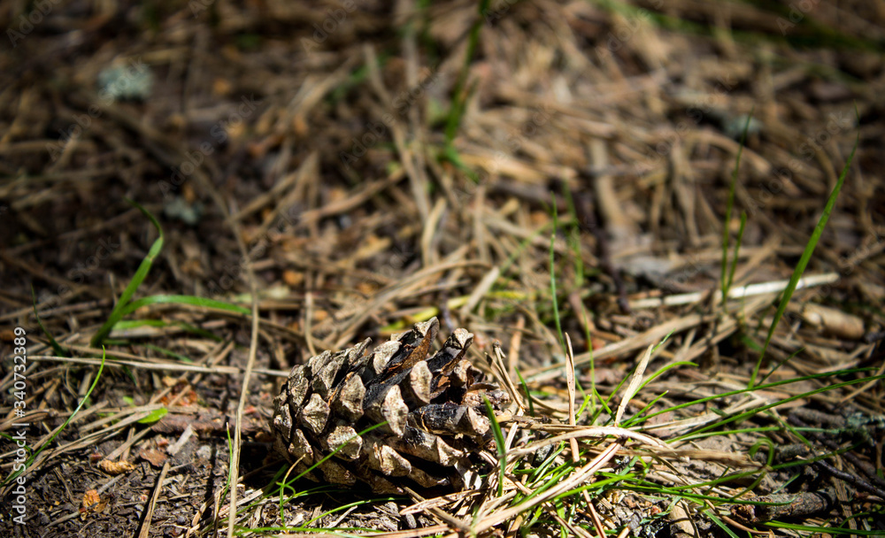 Fir cone that fell on the forest cover in the summer. Fir cone that fell on the forest cover in the summer.