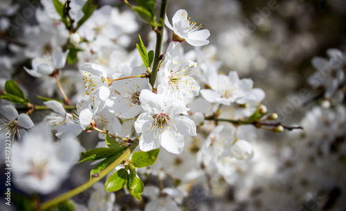 Blossoming cherry flower in early spring.