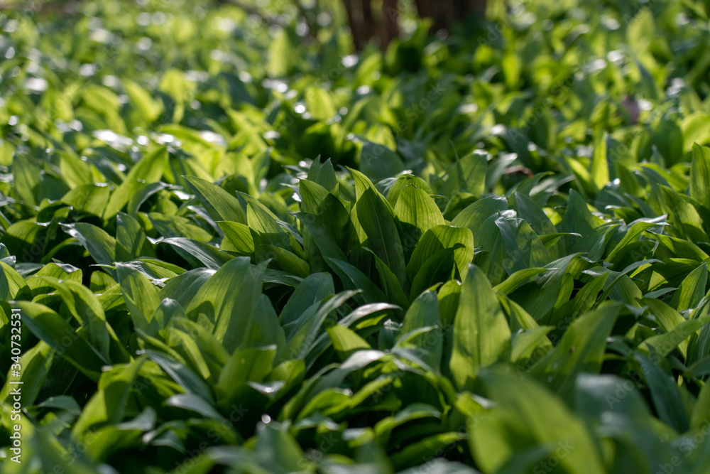 wild garlic growing in springtime in a forest near bad vilbel, hesse, germany wild garlic growing in springtime in a forest near bad vilbel, hesse, germany