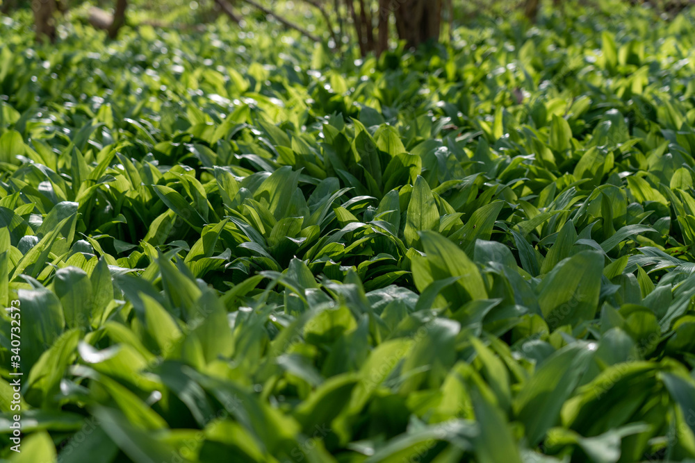 wild garlic growing in springtime in a forest near bad vilbel, hesse, germany wild garlic growing in springtime in a forest near bad vilbel, hesse, germany