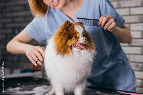 adorable little dog pet in grooming salon, sweet spitz calmly go through hair cutting procedure by professional groomer. professional care of dogs hair