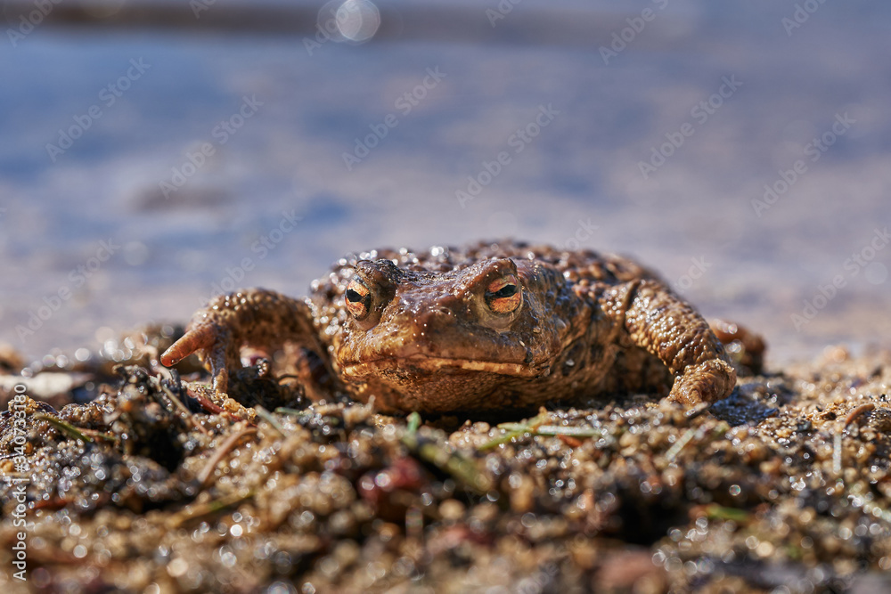 Close up portrait of he amphibian animal common toad, European toad, or in english speaking parts of Europe, simply the toad, Bufo bufo, resting in the shallow clear water during sunny spring day.