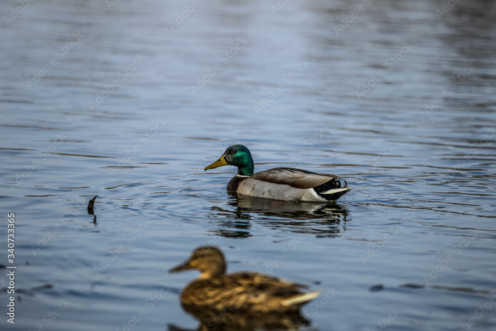 ducks in the river ducks in the river