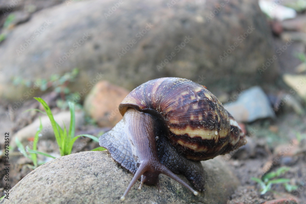 Obraz premium A wild snail in the nature