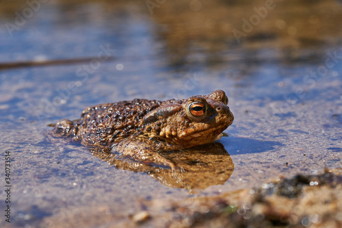 The amphibian animal common toad, European toad, or in Anglophone parts of Europe, simply the toad, Bufo bufo, resting in the shallow clear water and waiting for mating or coupling in sunny spring day