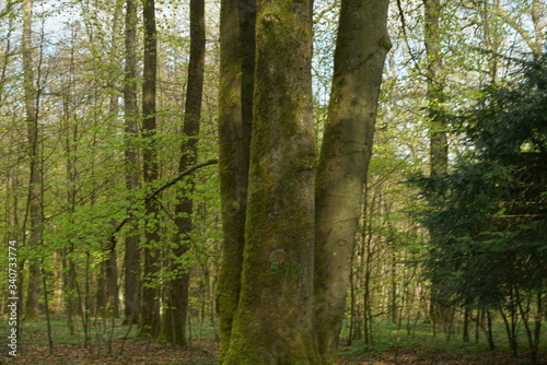 Buchen Eichen Laub Misch Wald im Frühling