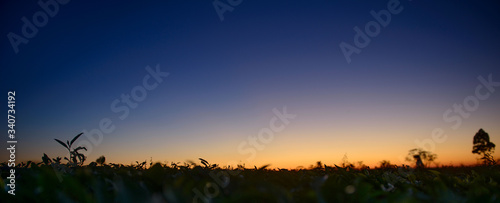 sunset in the field © Alexander