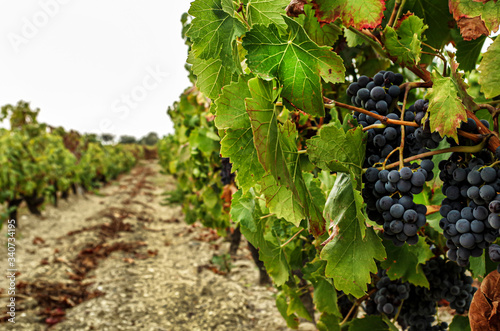 Black Grapes Macro Photography in the Countryside Sardinia Italy