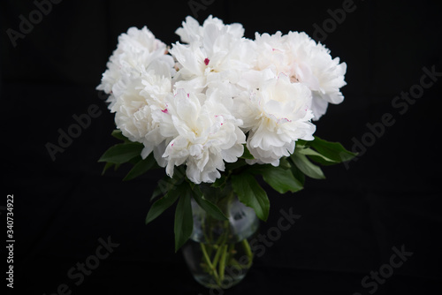 Fototapeta Naklejka Na Ścianę i Meble -  White Peonies in Vase on Black Background