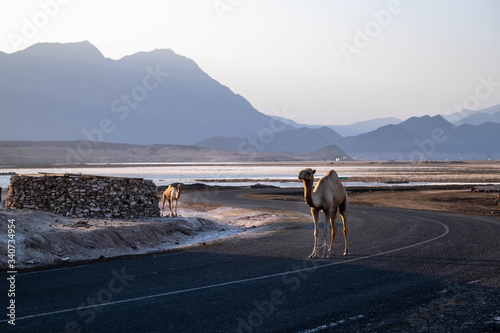 Two camels stand on the road photo