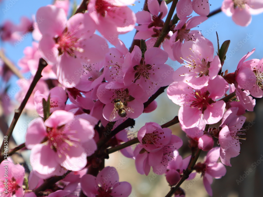 Peach - fruit tree in the garden blooming in pink