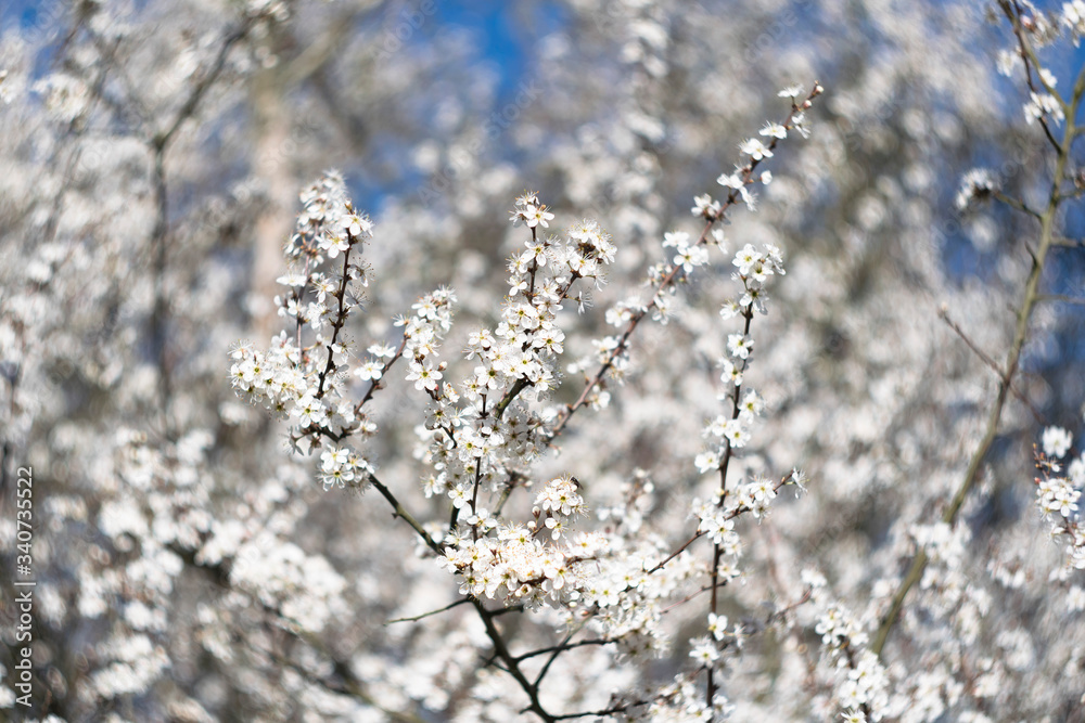 Kwitnący krzew śliwy tarniny, prunus spinosa Kwitnący krzew śliwy tarniny, prunus spinosa