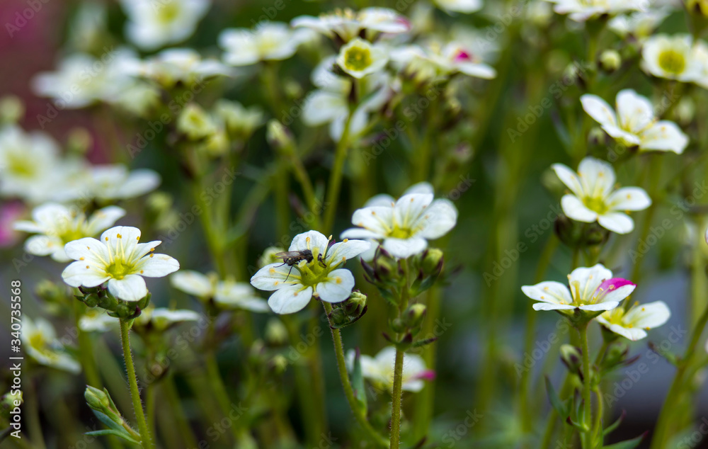 white flowers in a garden white flowers in a garden