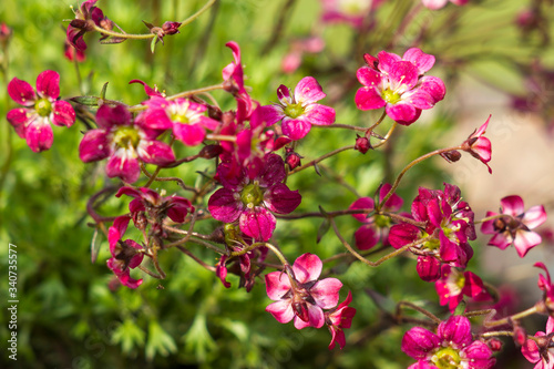 pink flowers in a garden