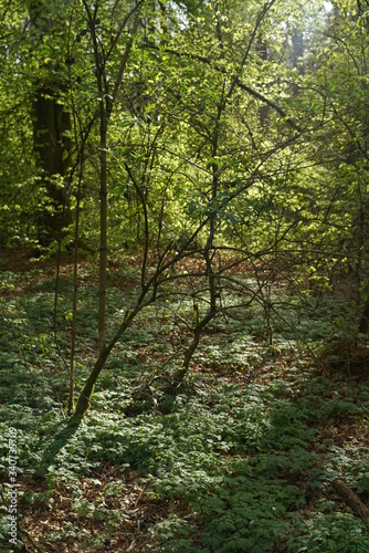 Buchen Eichen Laub Misch Wald im Fr  hling