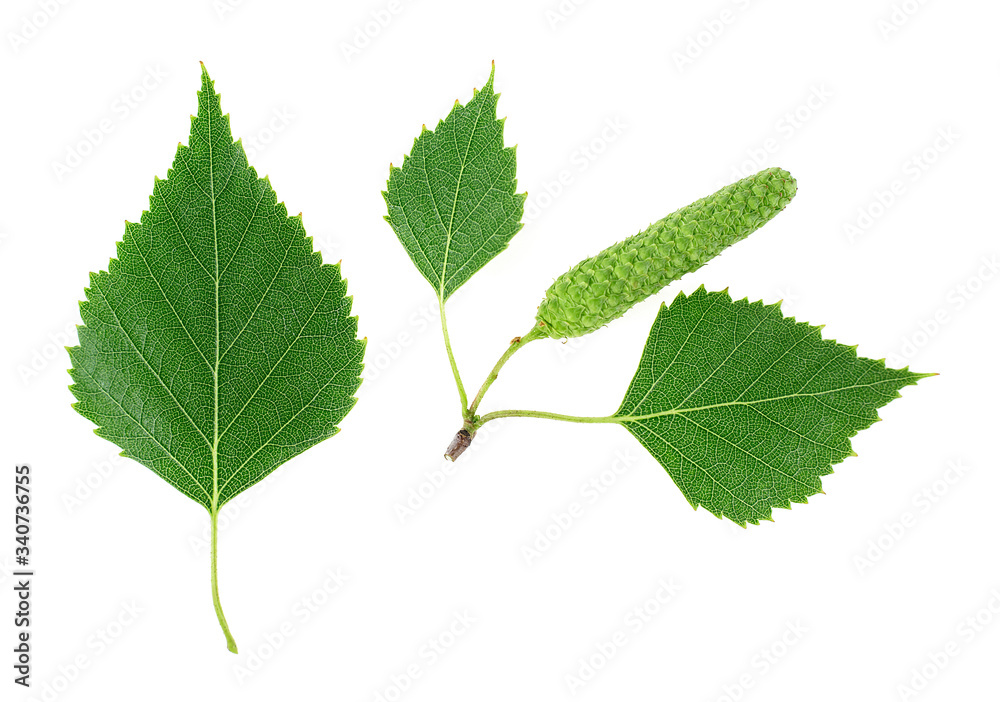 Isolated image of green birch leaves and bud on a white background, top view. Isolated image of green birch leaves and bud on a white background, top view.