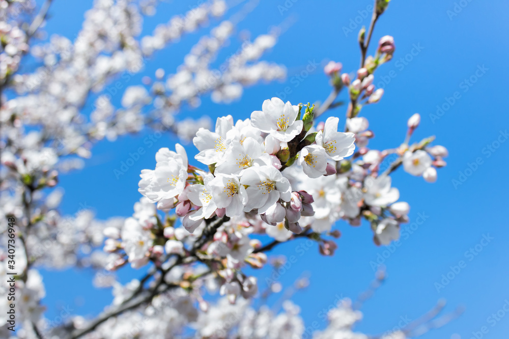 White pink Sakura flowers, petals blossoming on trees on a background of blue sky. White pink Sakura flowers, petals blossoming on trees on a background of blue sky.