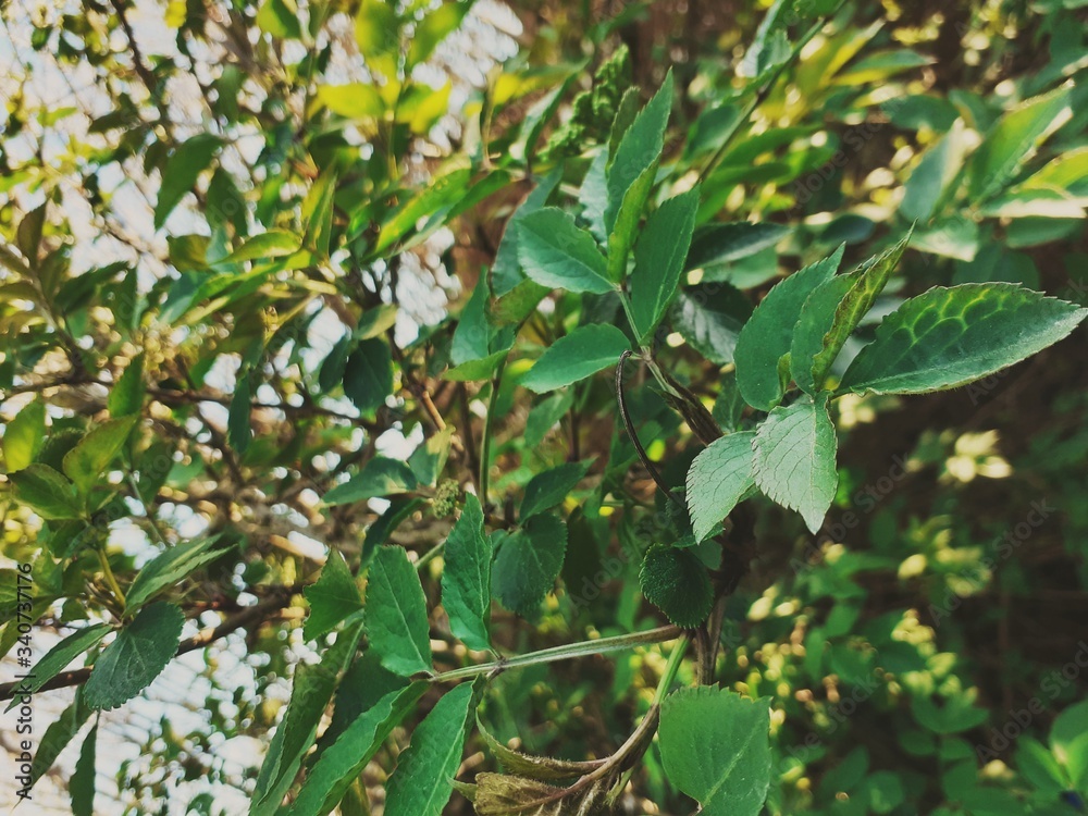 green leaves in the garden