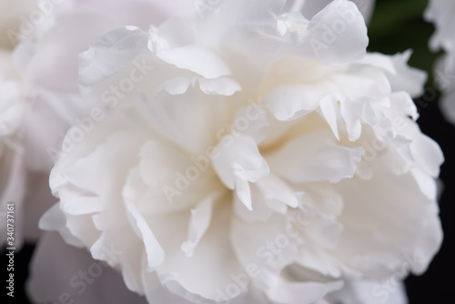 Fototapeta Naklejka Na Ścianę i Meble -  Closeup of White Peonies Against Black Background