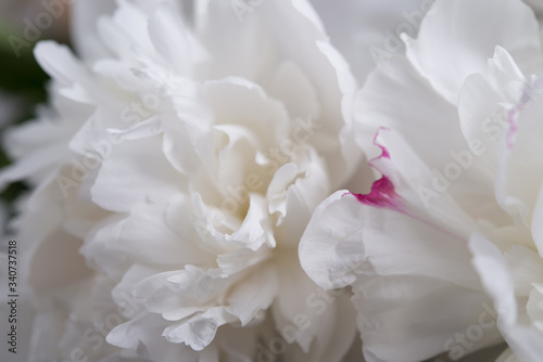 Fototapeta Naklejka Na Ścianę i Meble -  Closeup of White Peonies Against Black Background