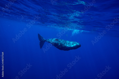 Underwater shot of a family of sperm whales. Mauritius